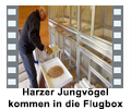 Harzer_Jungvgel_kommen_in_die_Flugbox